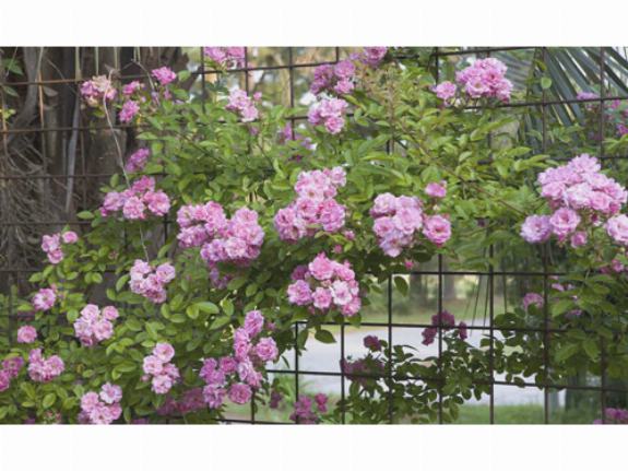 Забор с плетистыми розами